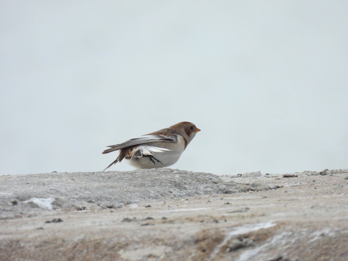 Zigolo delle nevi - ML645900178