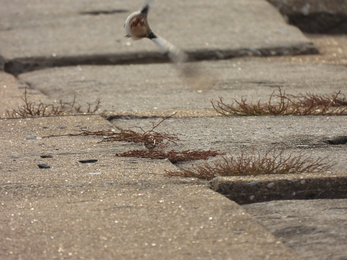 Zigolo delle nevi - ML645900179