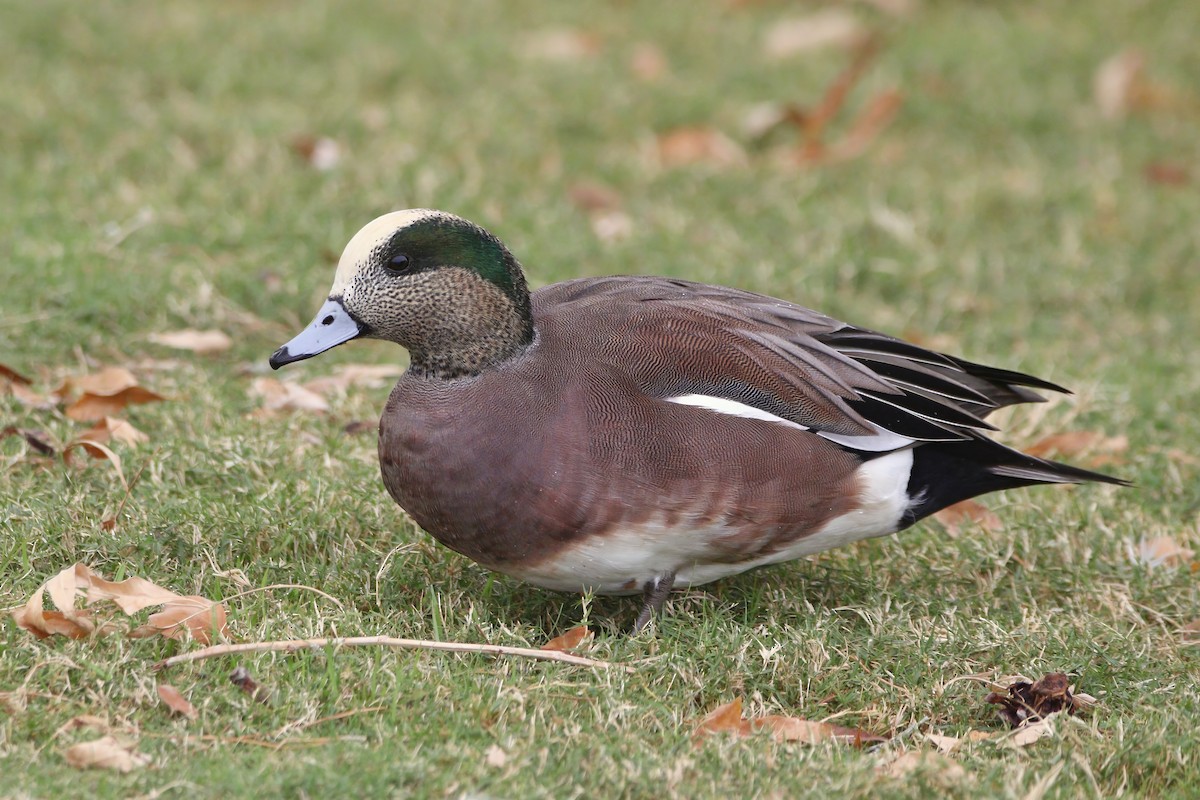 American Wigeon - ML645900180