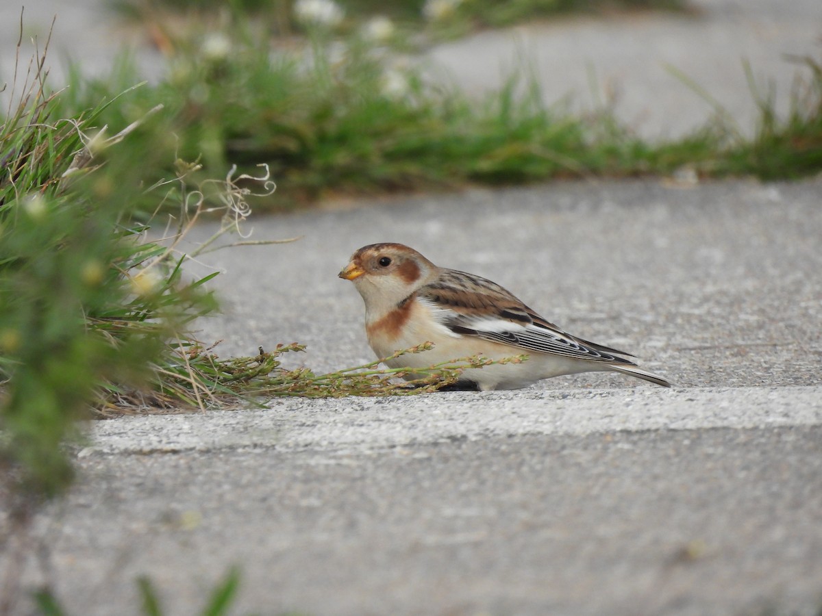 Zigolo delle nevi - ML645900181