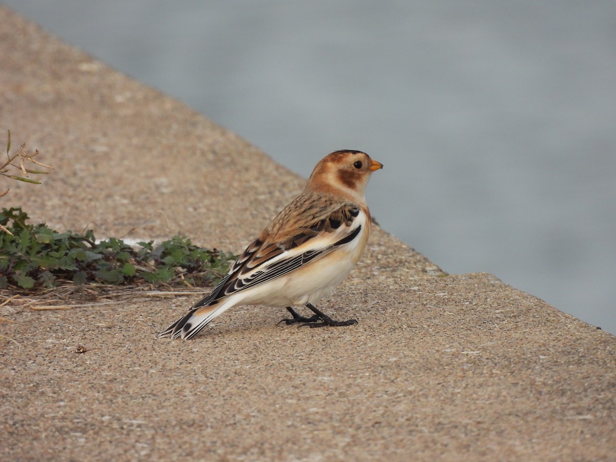 Zigolo delle nevi - ML645900182