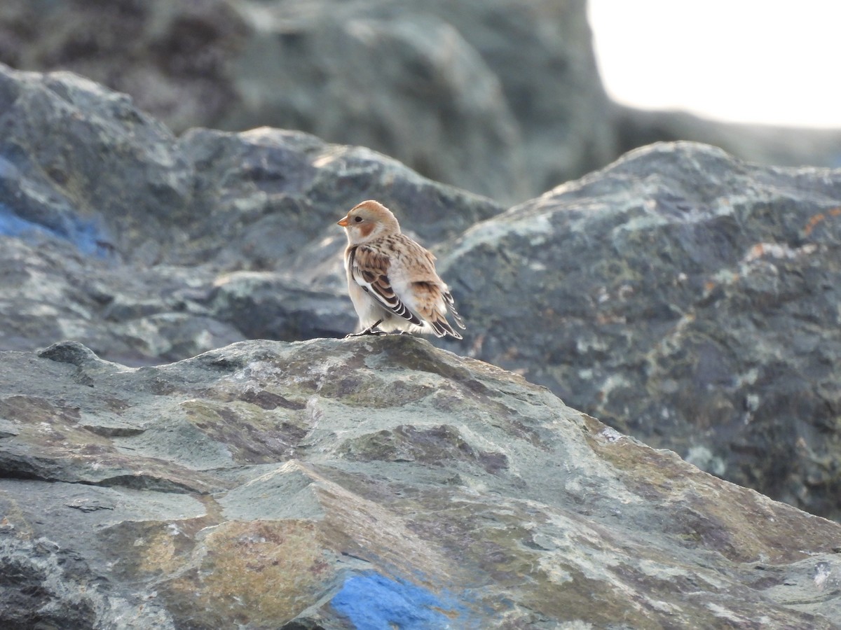 Zigolo delle nevi - ML645900183