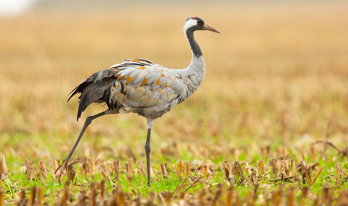Common Crane - ML645900192