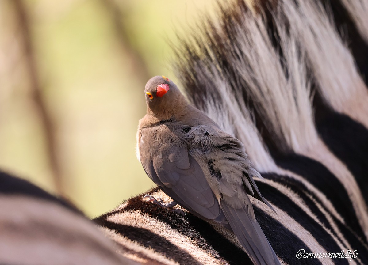 Red-billed Oxpecker - ML645900203