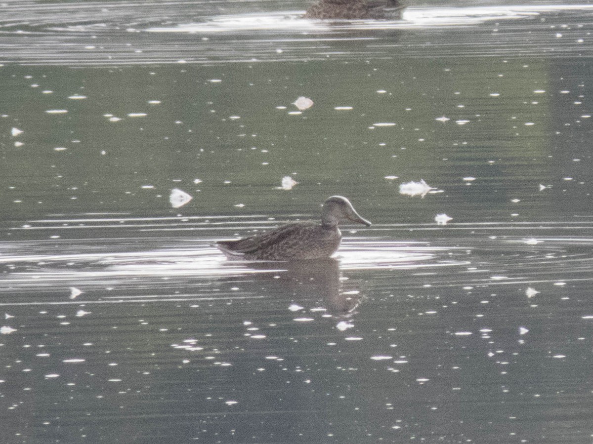 čírka obecná - ML645900204