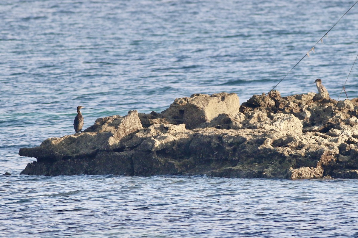 Socotra Cormorant - ML645900208