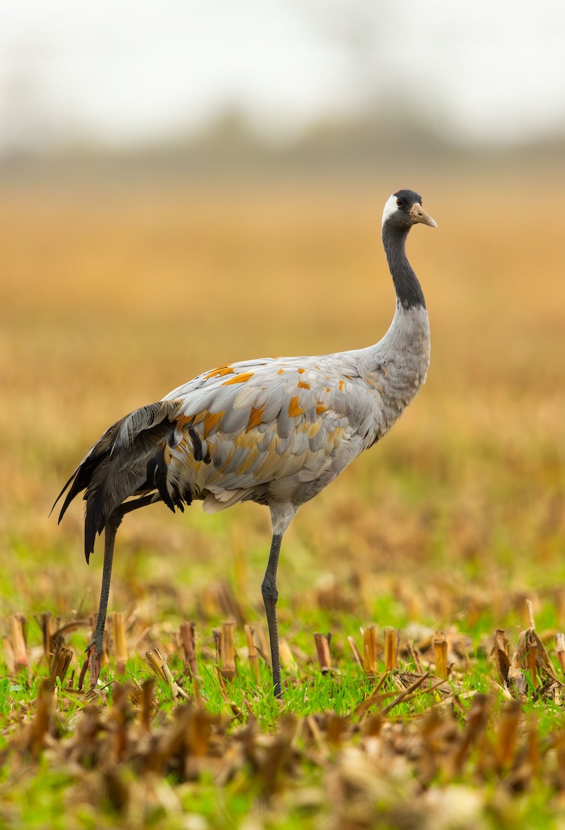 Common Crane - ML645900210