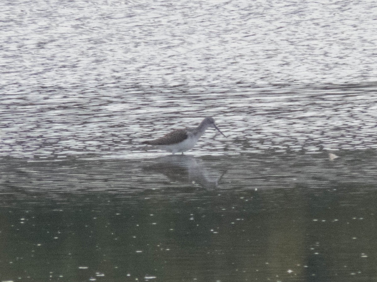 vodouš šedý - ML645900212