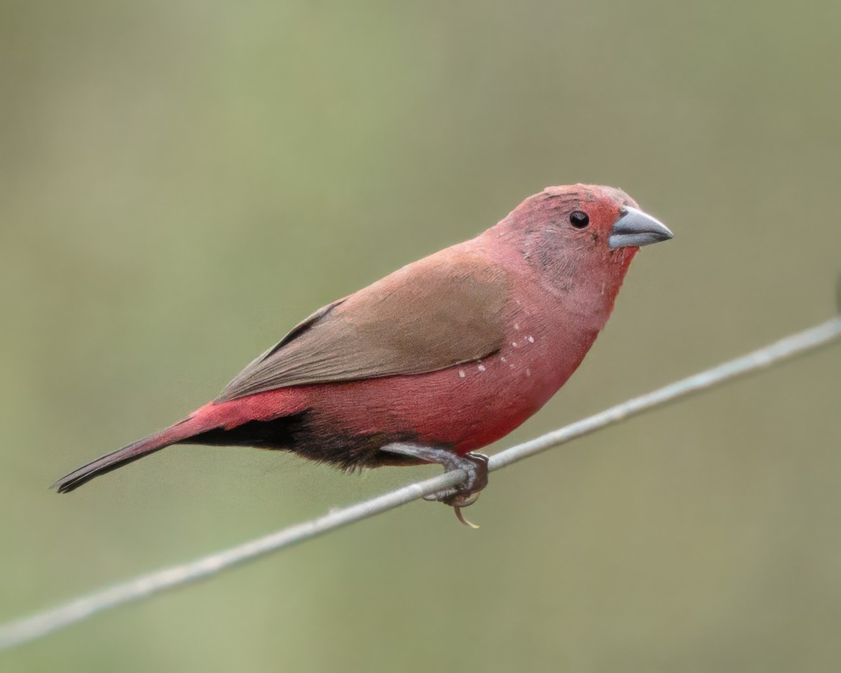 Jameson Ateşispinozu - ML645900222