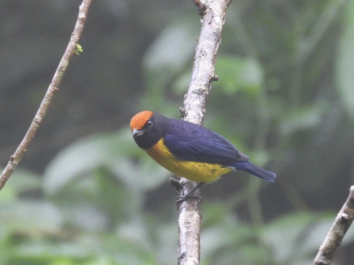 Alev Başlıklı Öfonya - ML645900224