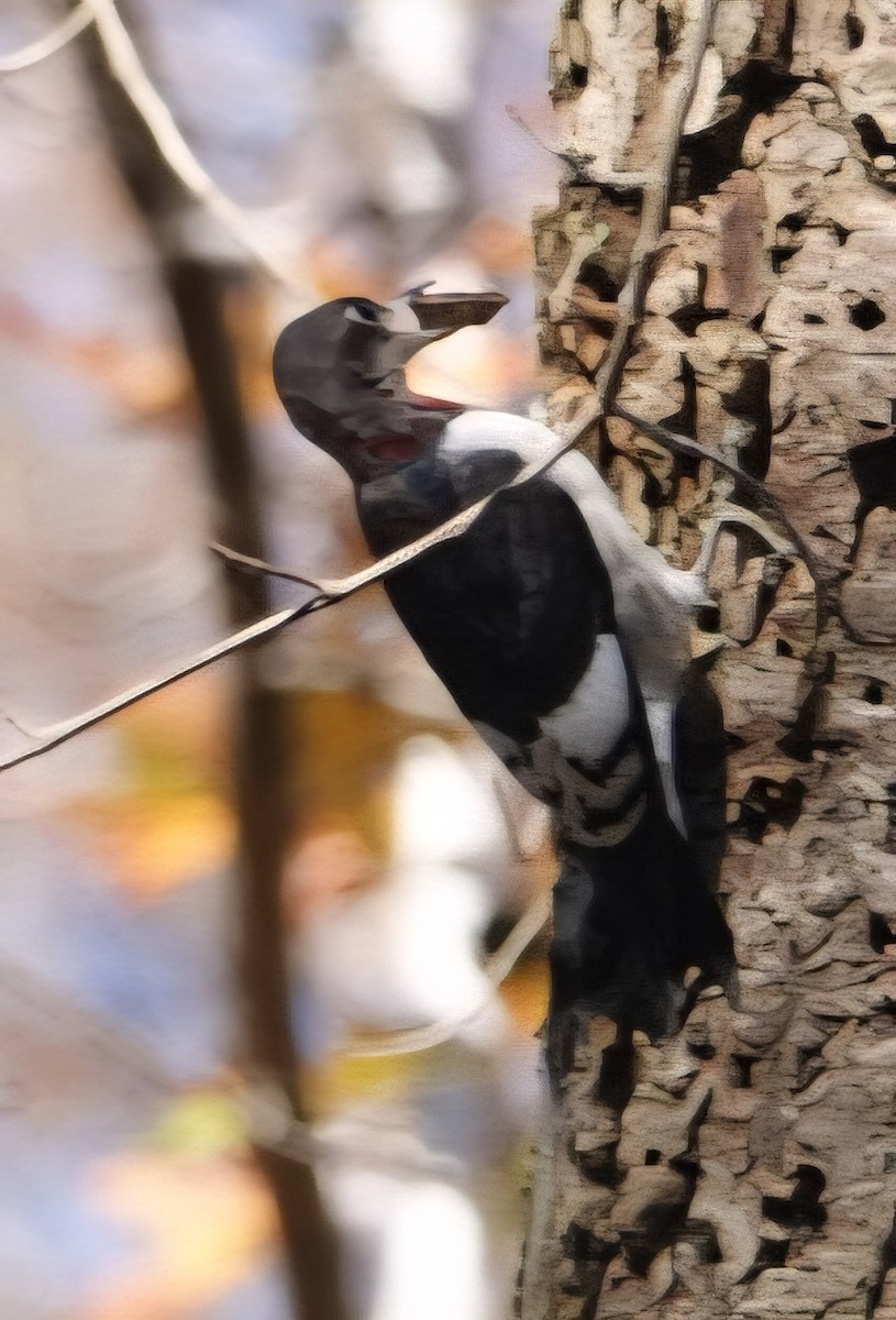 Kırmızı Başlı Ağaçkakan - ML645900226