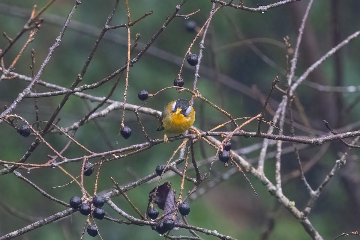 Boyalı Çinbülbülü - ML645900228