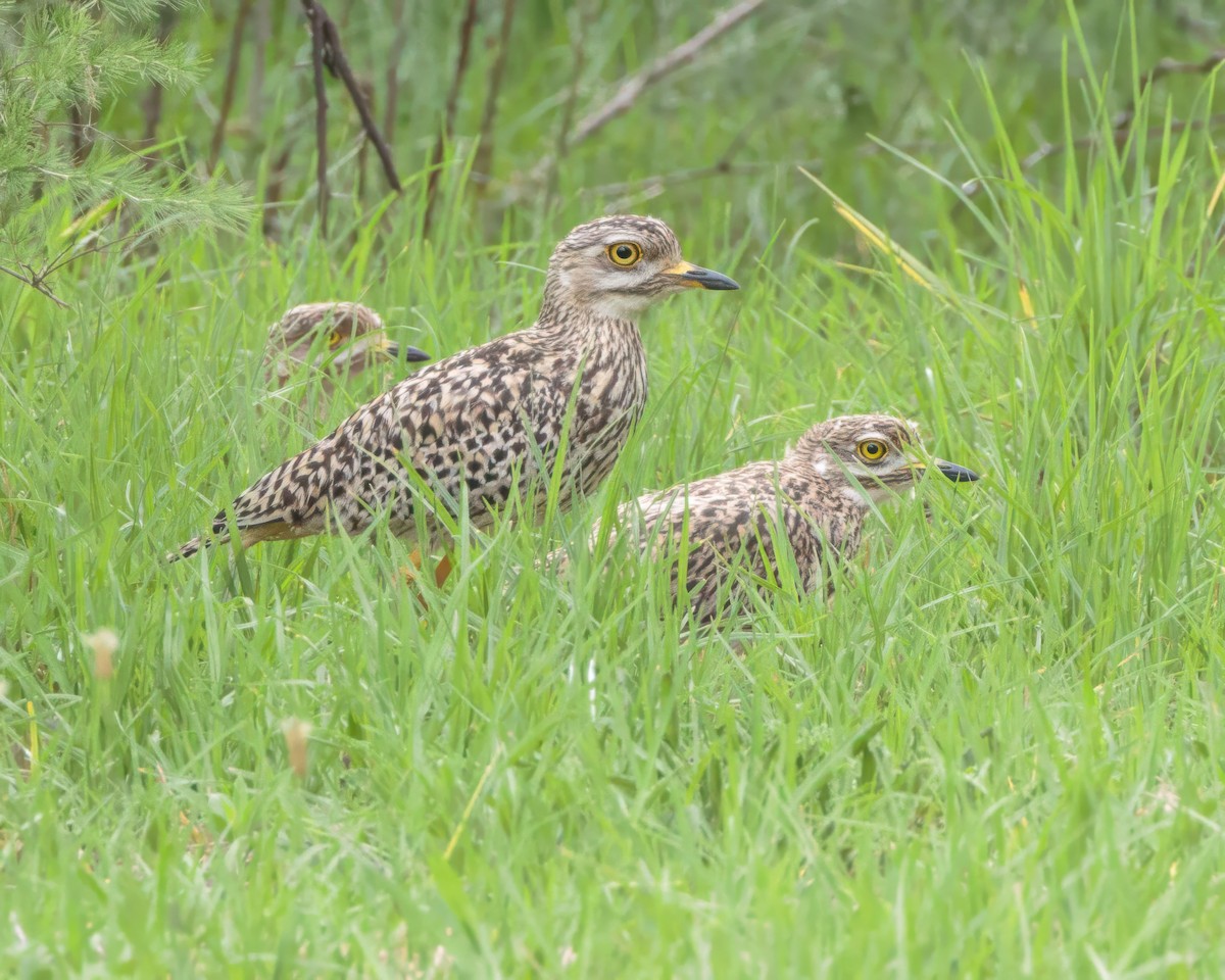 Benekli Kocagöz - ML645900229