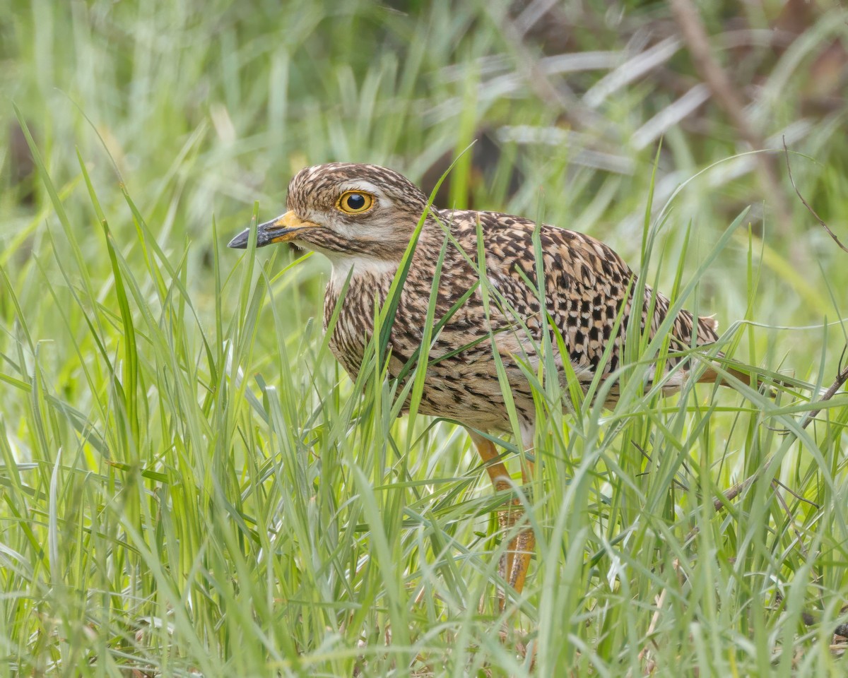 Benekli Kocagöz - ML645900230
