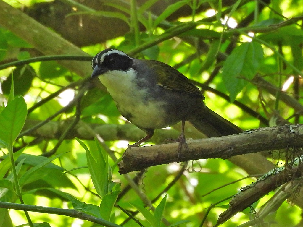 Ak Kaşlı Çalı Serçesi - ML645900231