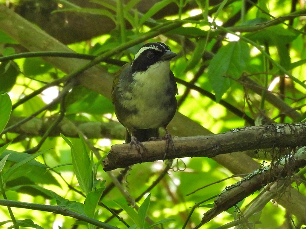 Ak Kaşlı Çalı Serçesi - ML645900232