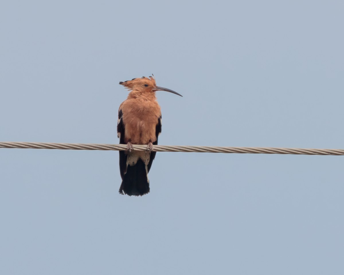 İbibik (africana) - ML645900233