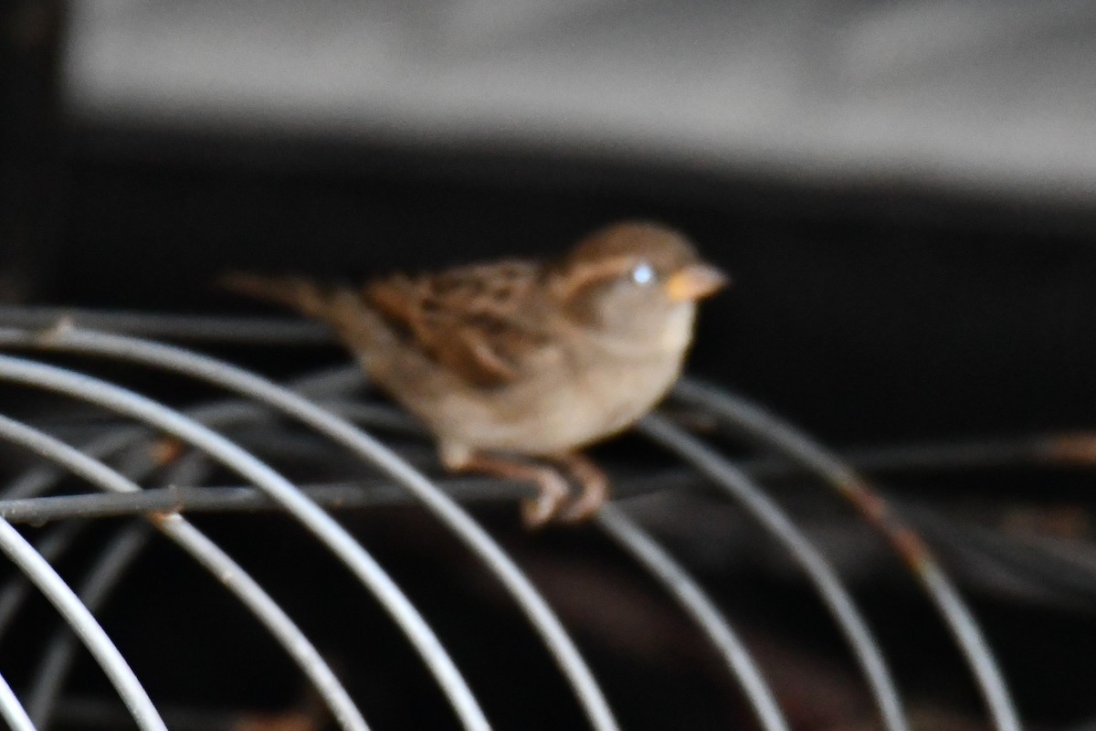 Serçe - ML645900236