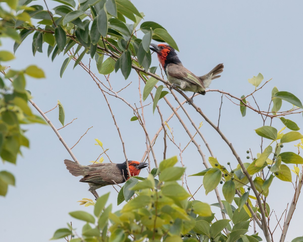 Kara Kolyeli Barbet - ML645900237