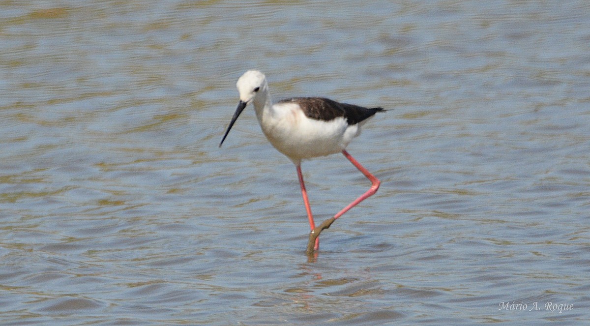 Uzunbacak - ML645900238