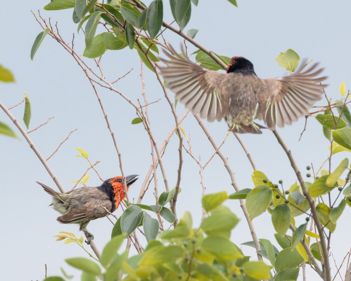 Kara Kolyeli Barbet - ML645900239