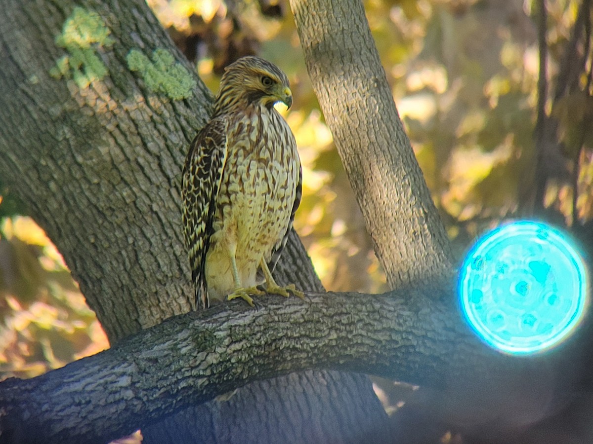 Kızıl Omuzlu Şahin - ML645900245