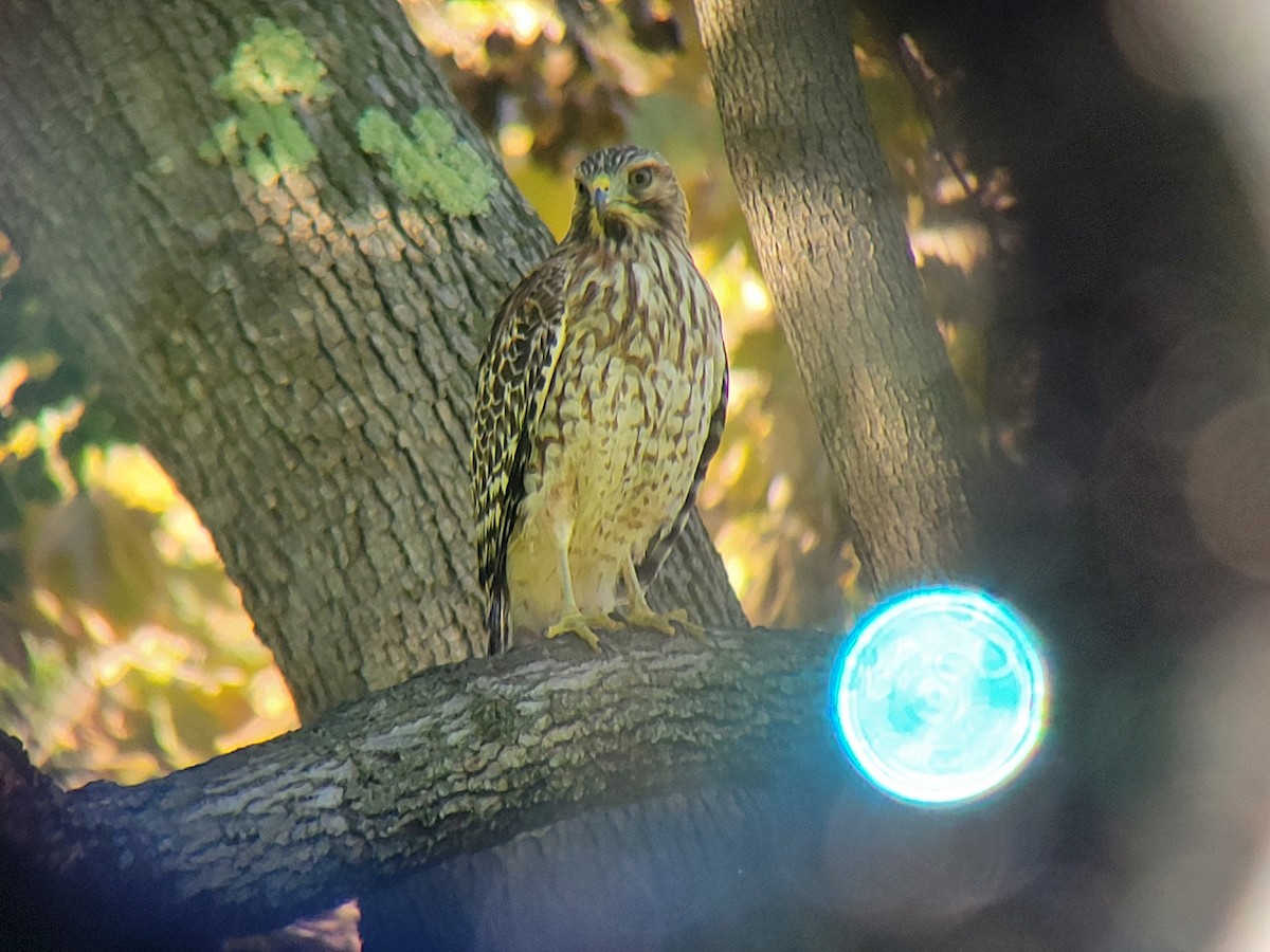 Kızıl Omuzlu Şahin - ML645900246