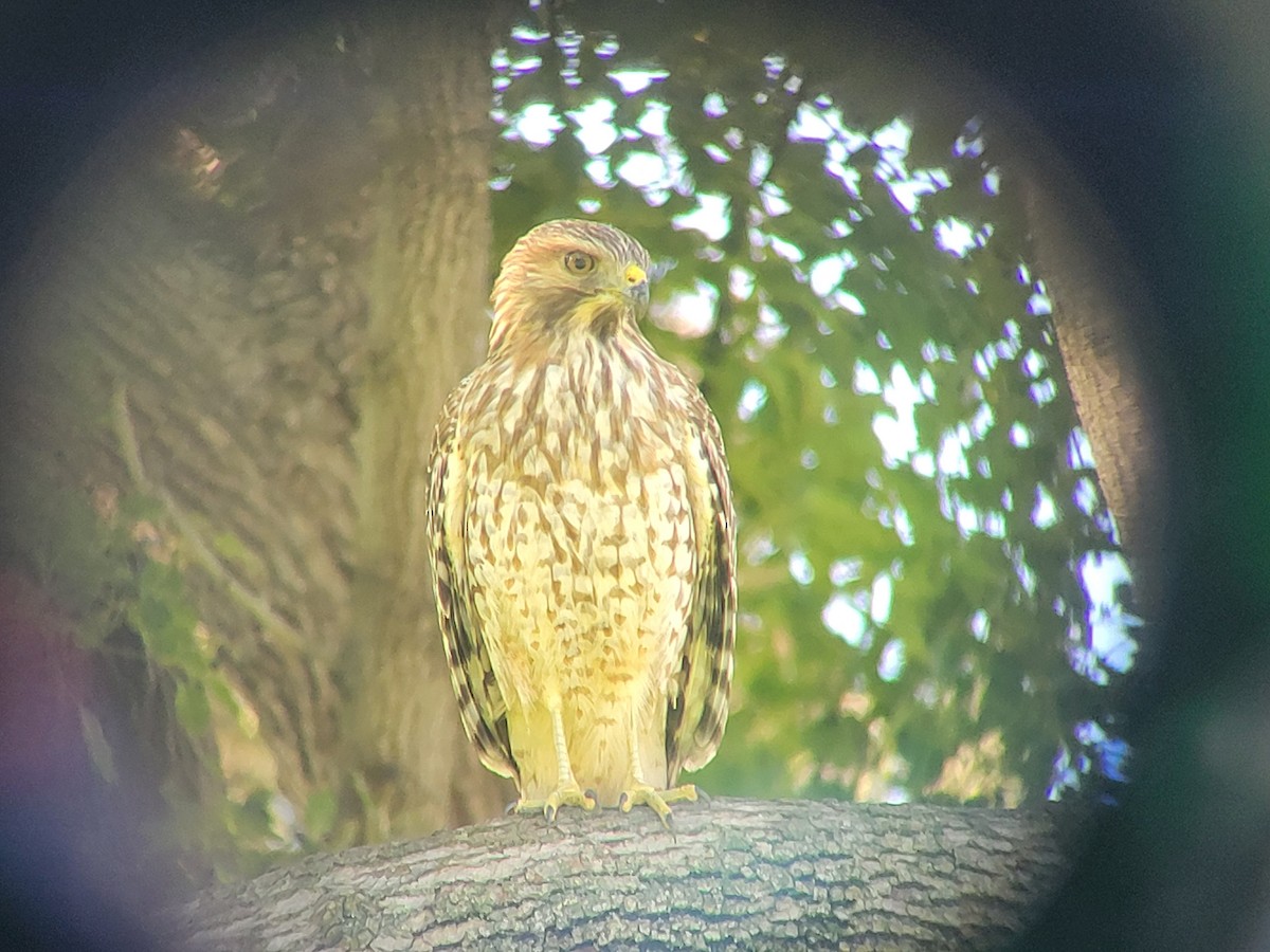 Kızıl Omuzlu Şahin - ML645900247