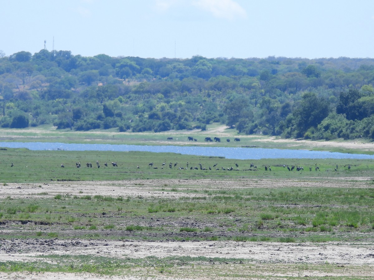 Marabu - ML645900248