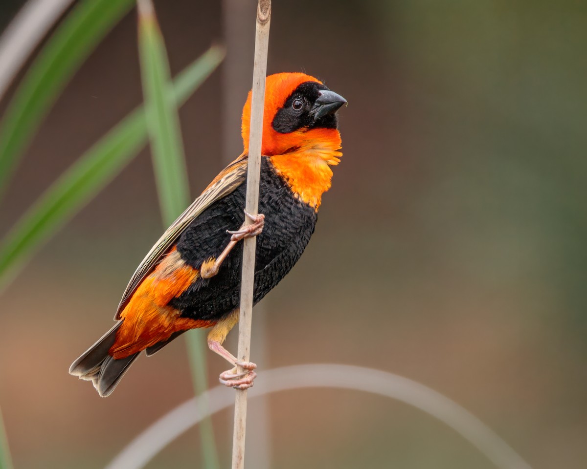 Turuncu Piskopos - ML645900252