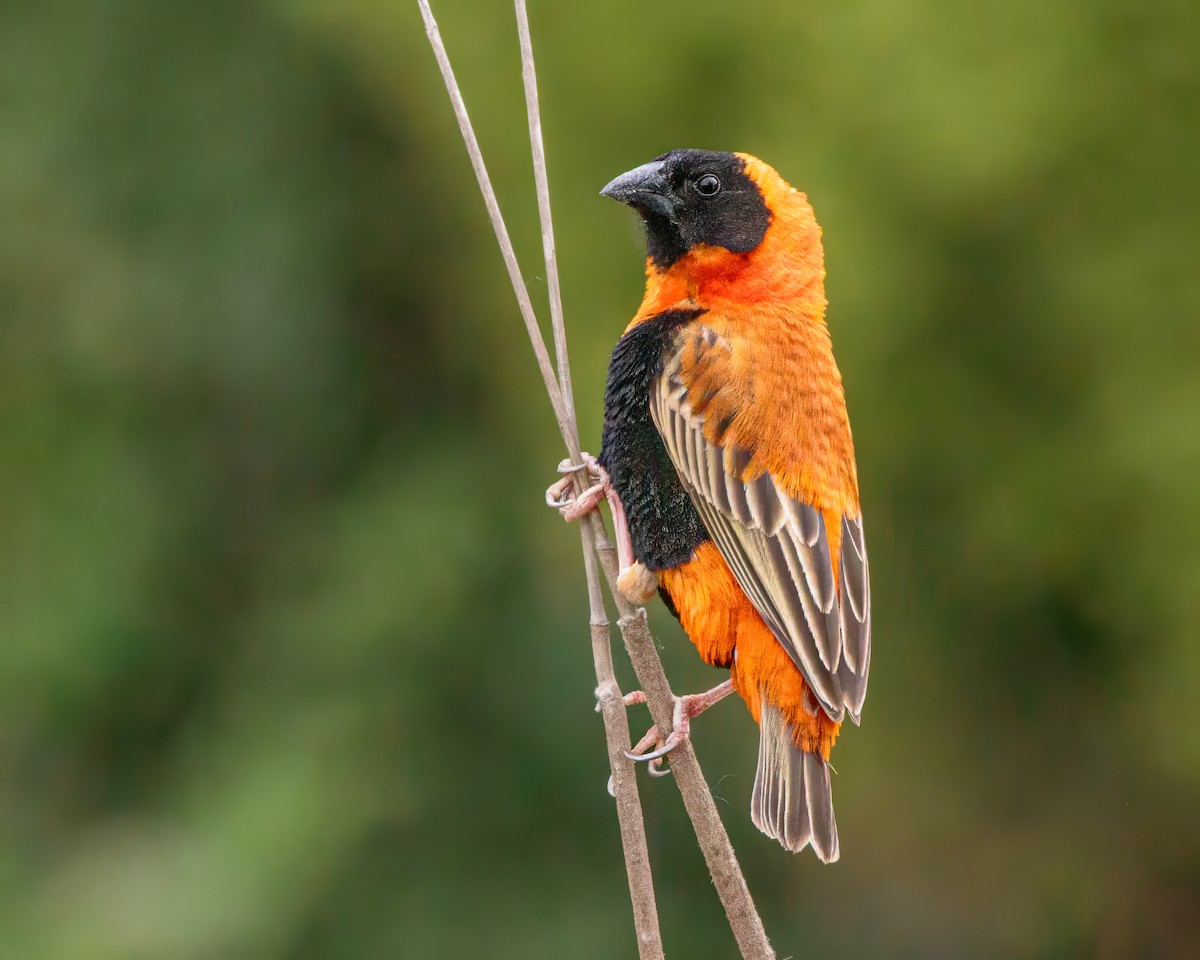 Turuncu Piskopos - ML645900253