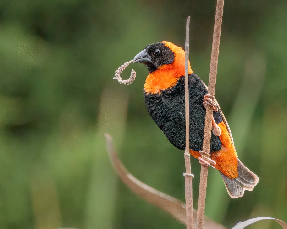 Turuncu Piskopos - ML645900254