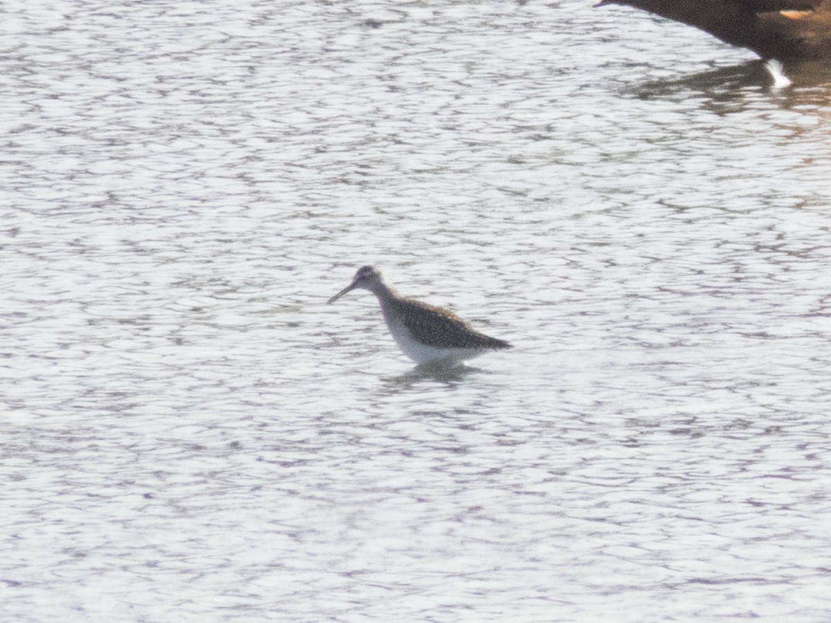 Orman Düdükçünü - ML645900255