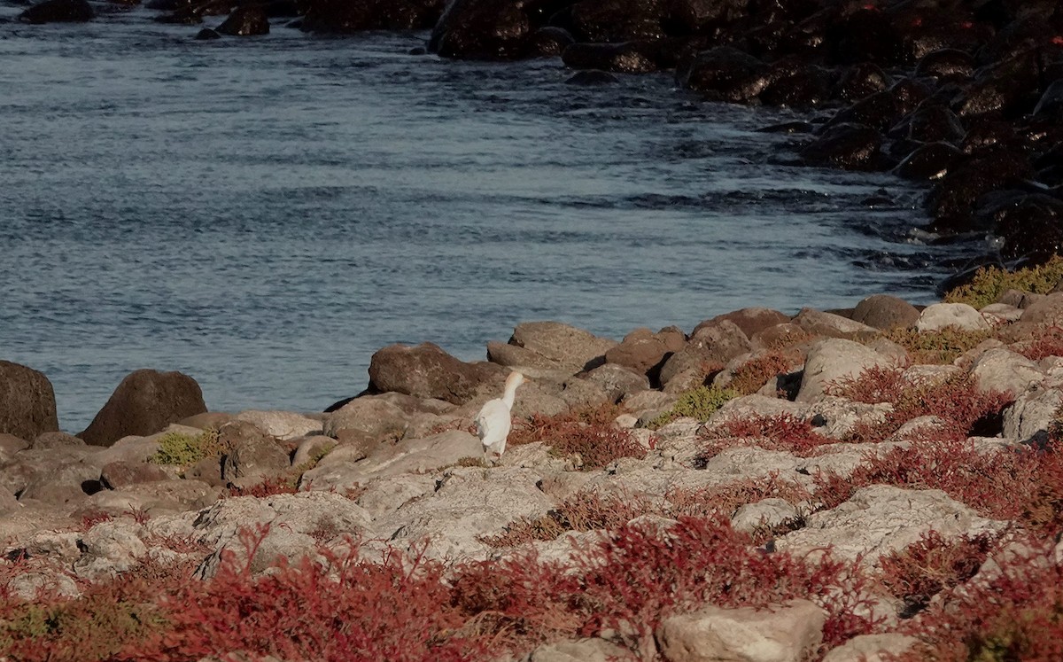 Sığır Balıkçılı - ML645900256