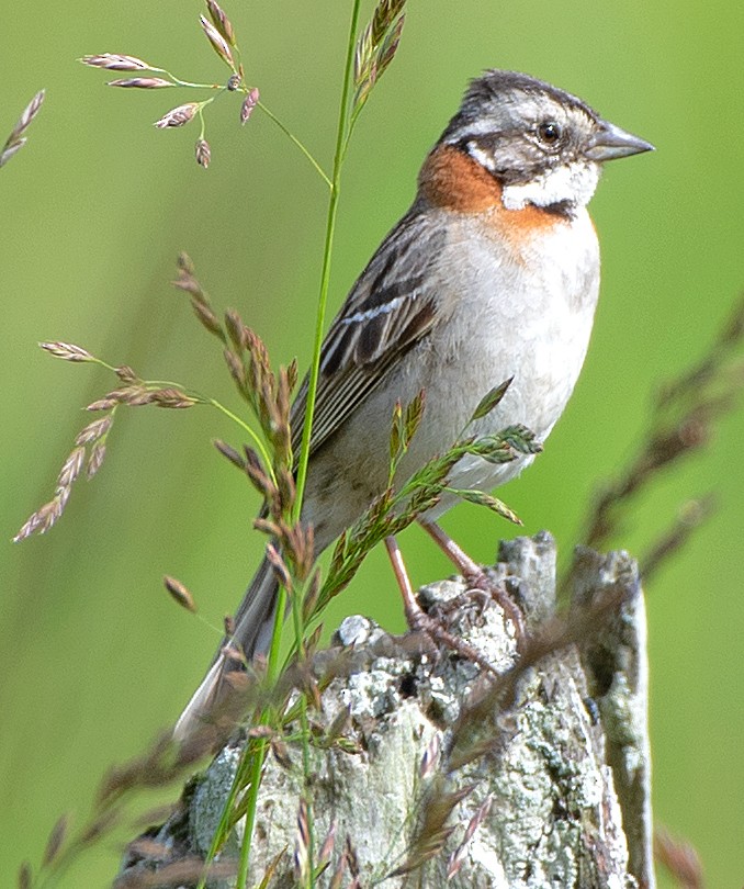 Kızıl Enseli Serçe - ML645900257