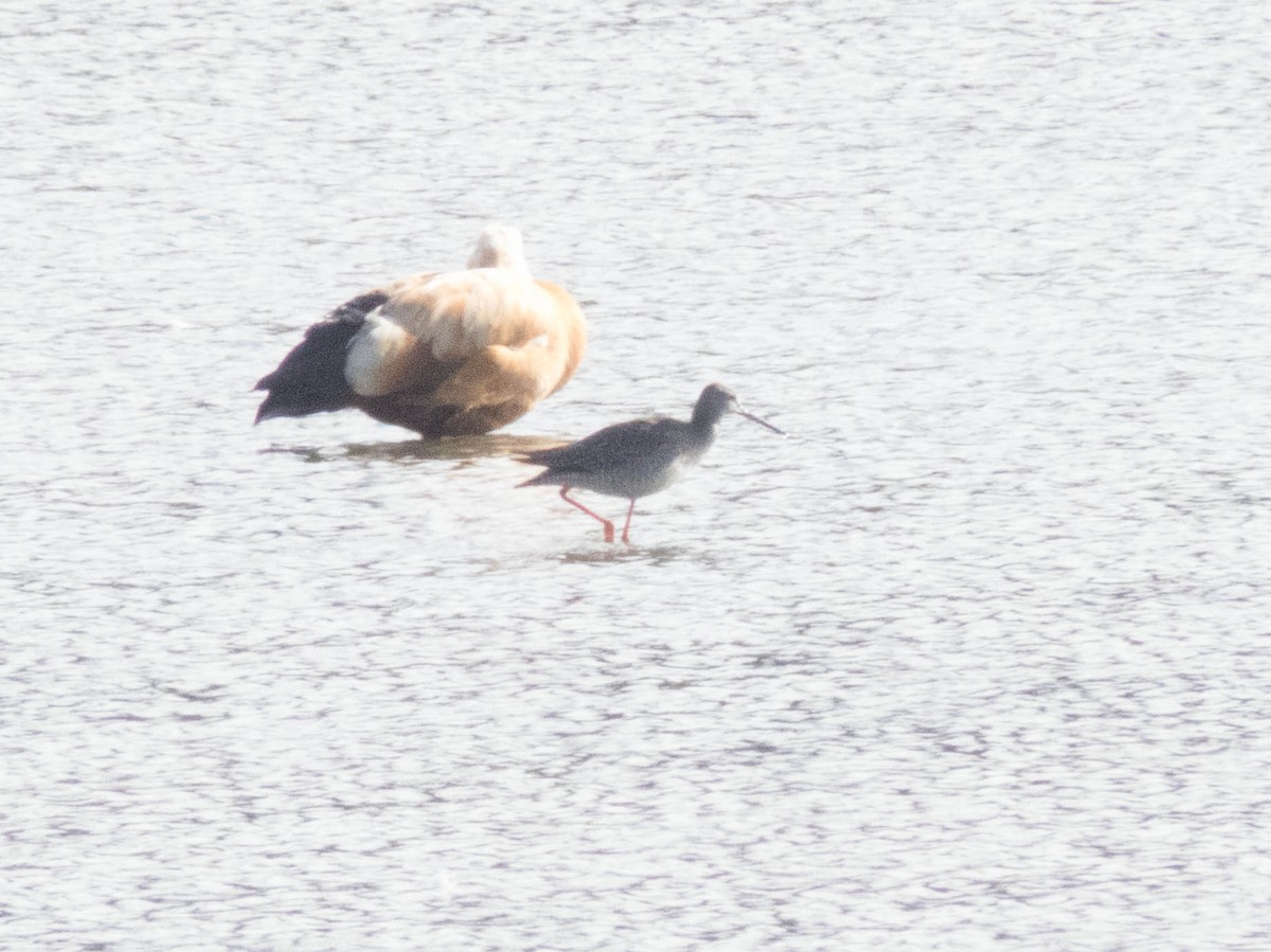 vodouš tmavý - ML645900259