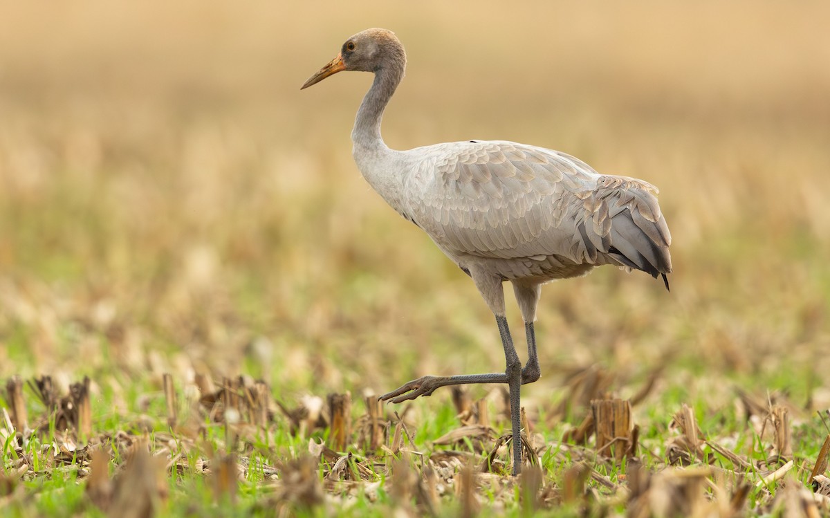 Common Crane - ML645900260