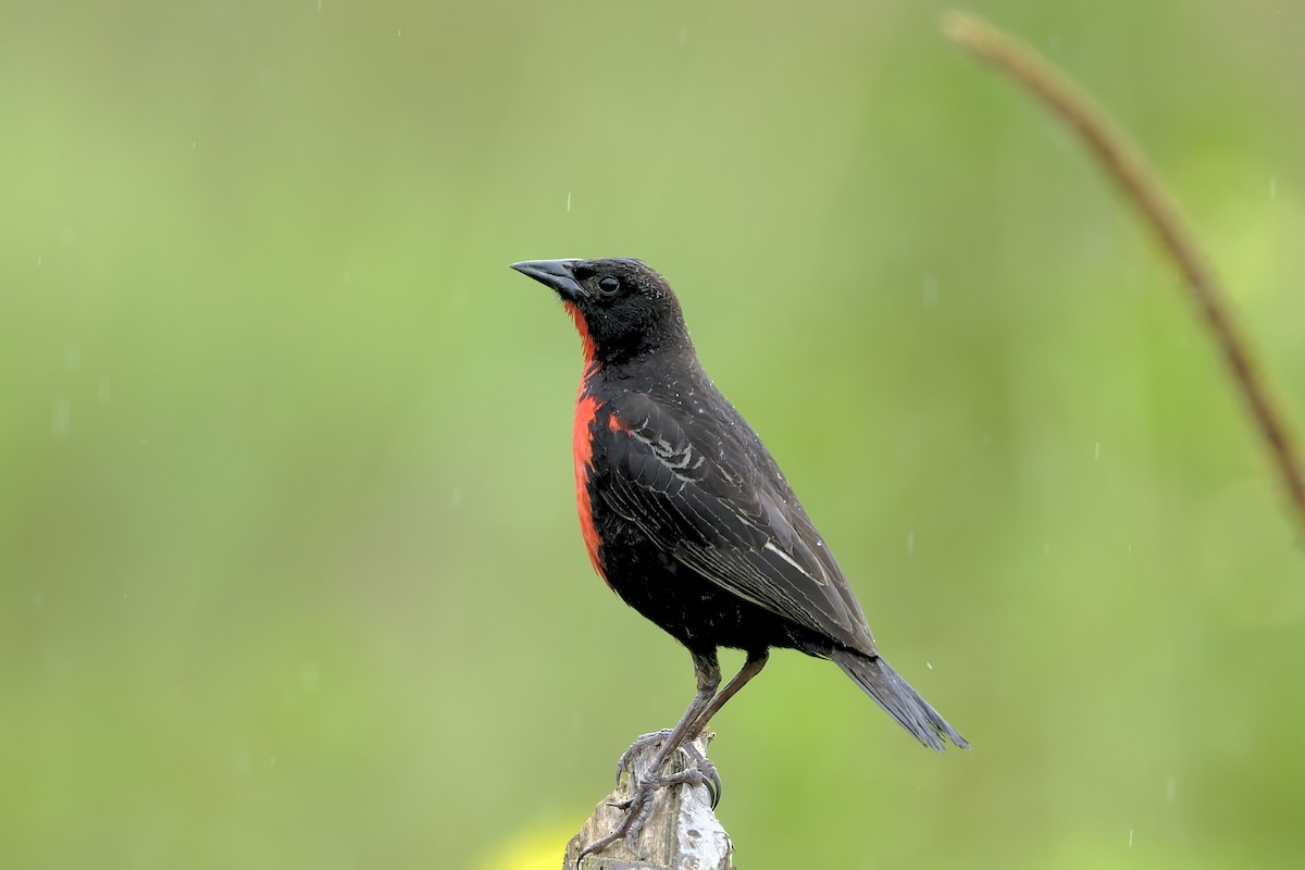 Red-breasted Meadowlark - ML645900262