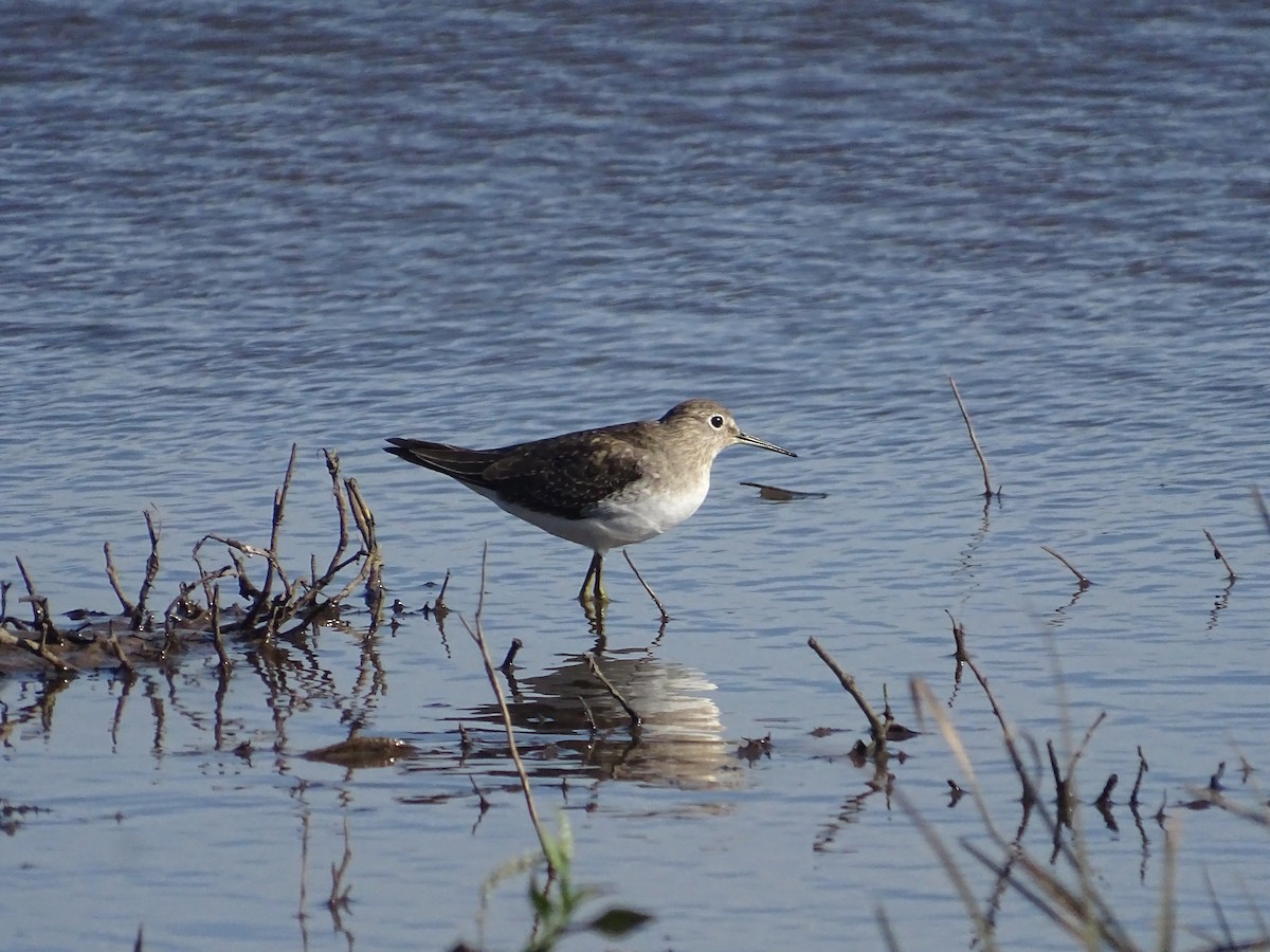 Solitary Sandpiper - ML645900263