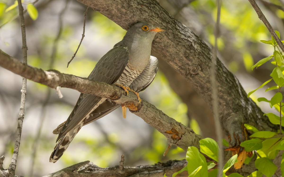 African Cuckoo - ML645900292