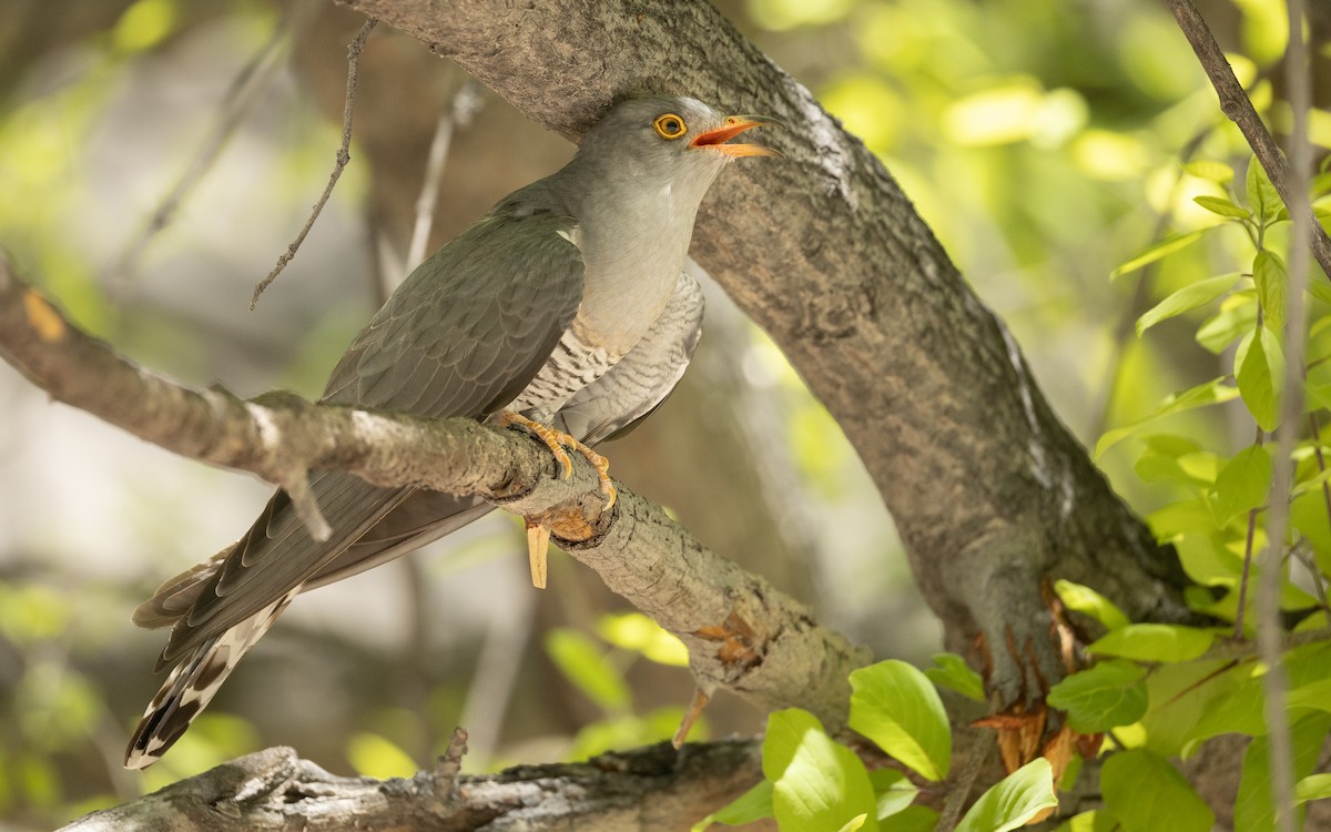 African Cuckoo - ML645900293