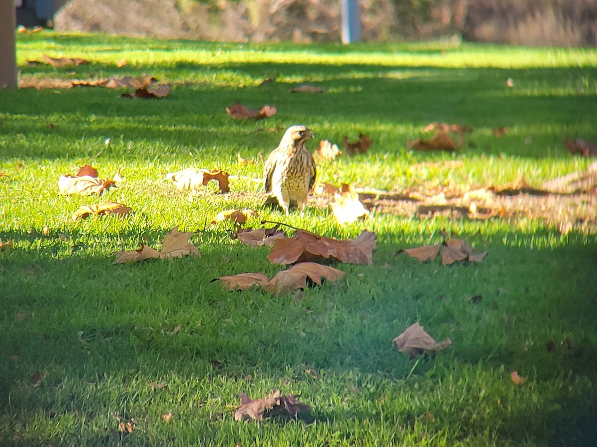 Red-shouldered Hawk - ML645900295
