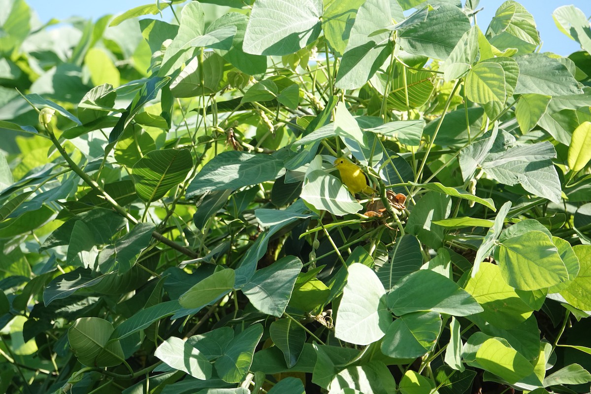 Northern Yellow Warbler - ML645900297