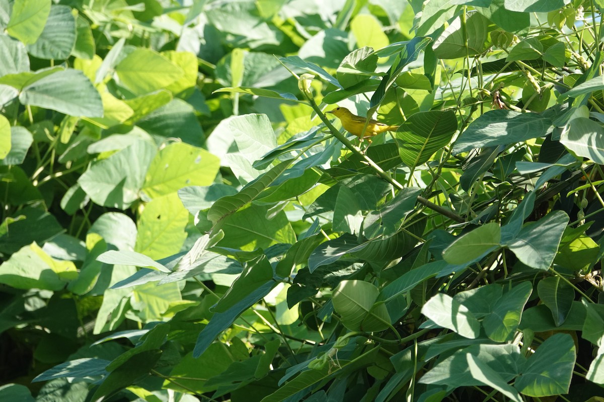 Northern Yellow Warbler - ML645900298