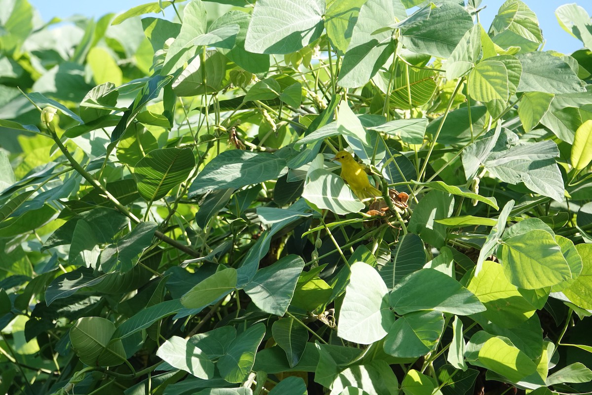 Northern Yellow Warbler - ML645900299