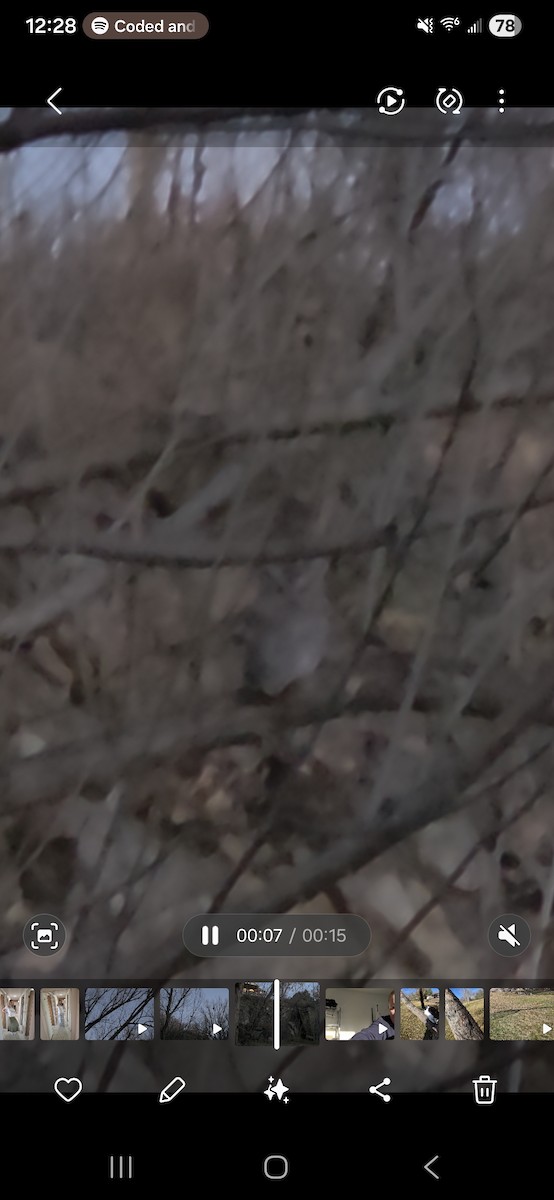 Eastern Screech-Owl - ML645900300