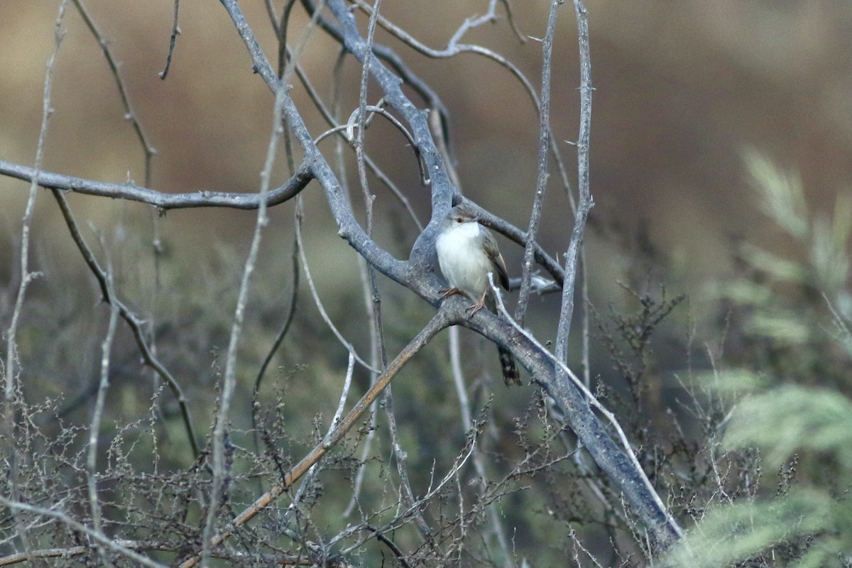 פשוש - ML645900301