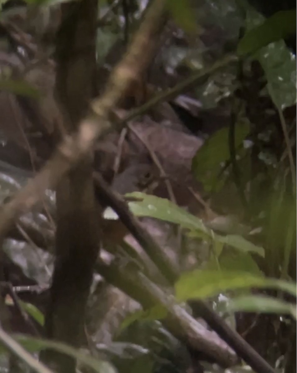 Streak-chested Antpitta - ML645900302