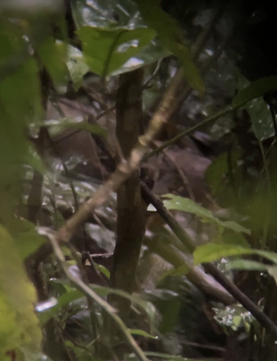 Streak-chested Antpitta - ML645900303