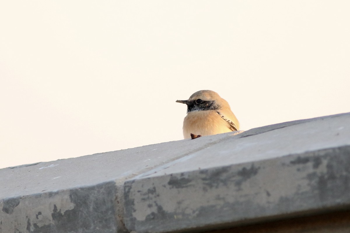 סלעית מדבר - ML645900306